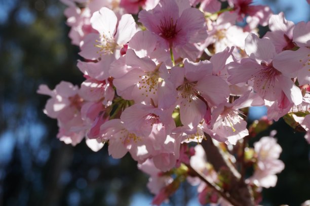樱花图片下载