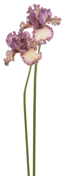 花孤立图片下载