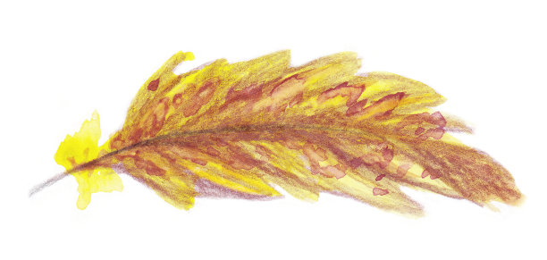 彩色的羽毛图片下载