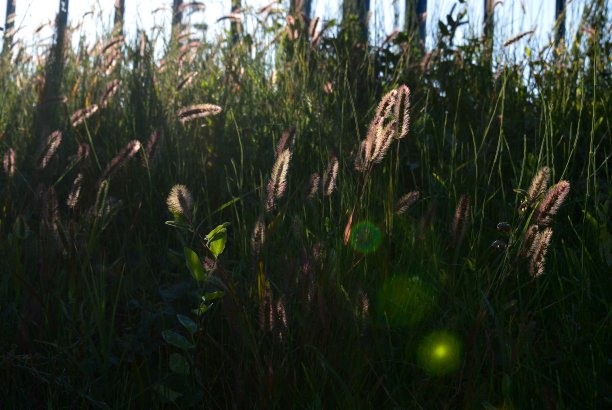 被太阳照亮的草图片下载