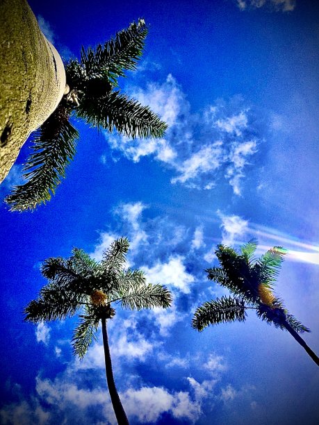 庇护岛有三棵棕榈树图片下载