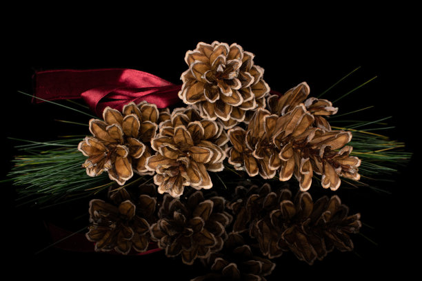 孤立在黑色玻璃上的棕色森林松果图片下载