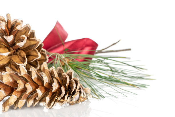 在白色上孤立的棕色森林松果图片下载