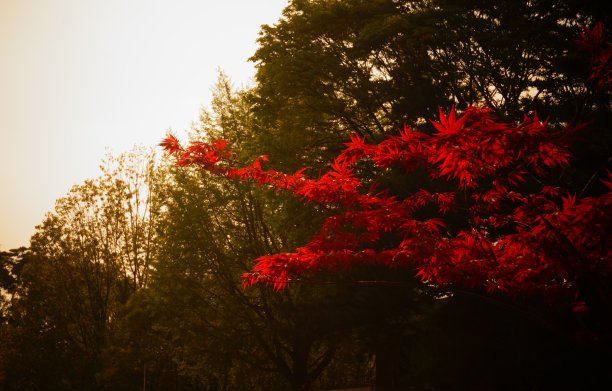 秋天的颜色图片下载