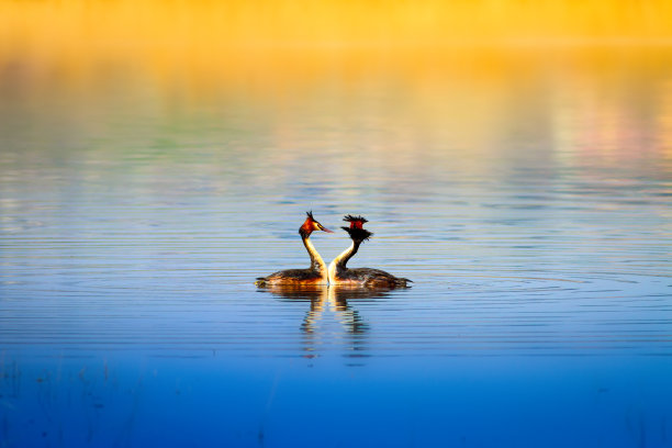 一些鸟类。水的自然背景。鸟类:大冠毛鸊鷉。Podiceps cristatus图片下载