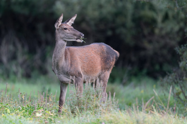 黄昏时的马鹿肖像(塞万提斯·埃拉弗斯)图片下载