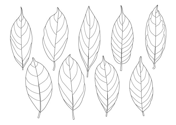 叶线单叶和叶图案黑色带彩色装饰在白色背景上的插图矢量图片下载
