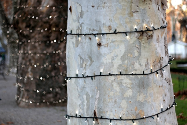 圣诞树小彩灯图片下载