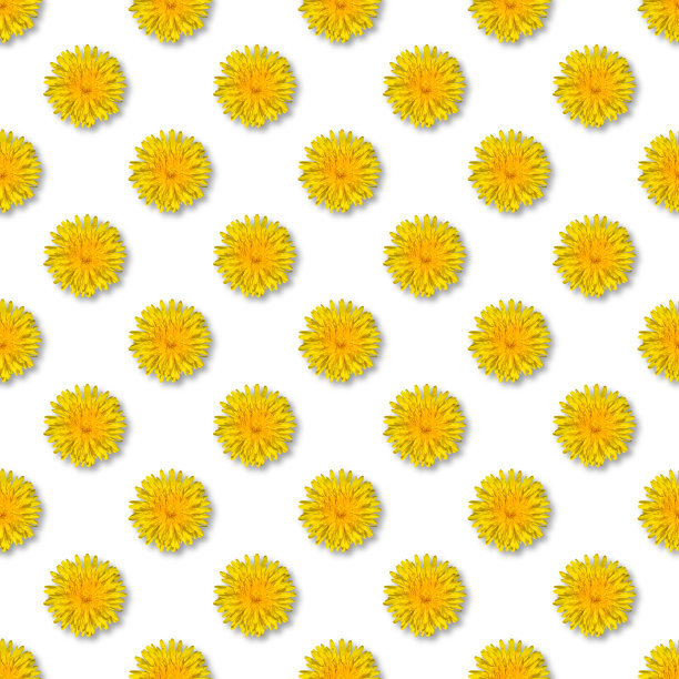 无缝黄花图案上的白色。蒲公英花夏天的背景关闭。图片下载