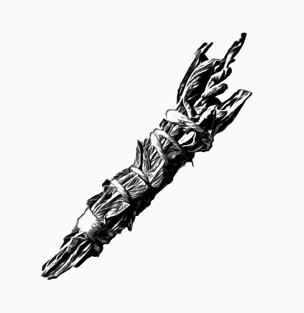 白色鼠尾草涂抹棒。黑色墨水插图图片下载