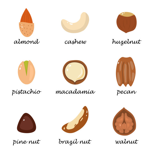 一套坚果在白色的背景。图片下载