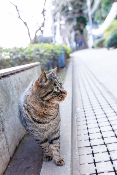 只流浪猫图片下载