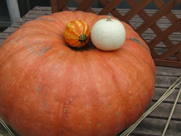 十月。万圣节来了图片下载