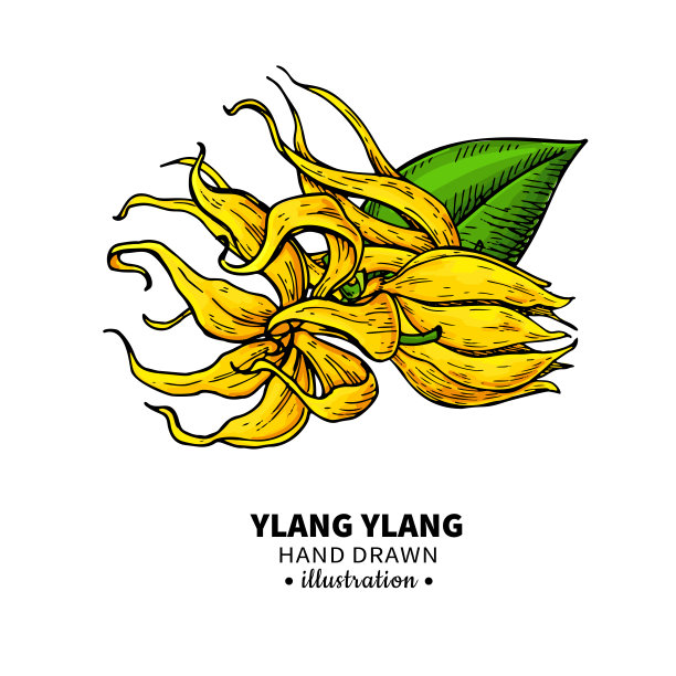 依兰依兰矢量图：药用花卉复古插画图片下载