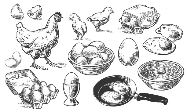 鸡设置示意图图片下载