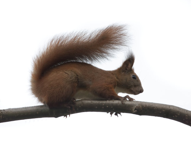 松鼠动物孤立在白色背景上图片下载