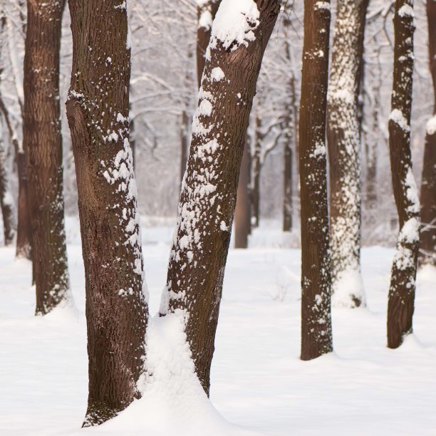 在一个阳光明媚的日子里，城市公园里的树干被雪覆盖着。图片下载