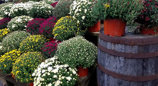 木桶边美丽的菊花/秋色植物图片下载