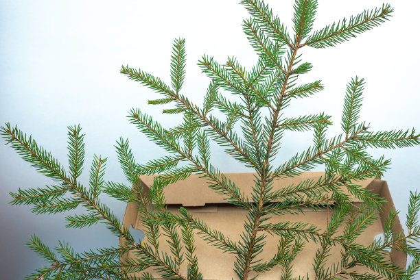 用常青冷杉植物制作的极简圣诞树。图片下载