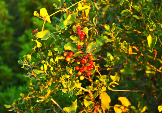 有红色浆果的冬莓圣诞植物图片下载