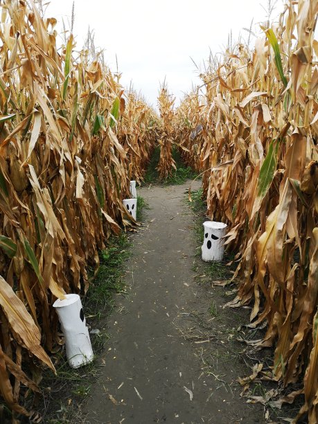 秋天的玉米迷宫与幽灵图片下载