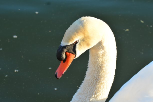 天鹅之歌图片下载