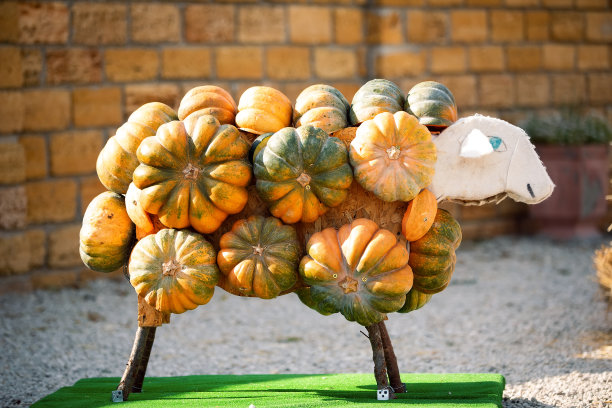 用南瓜做成的羊。感恩节或万圣节的装饰。图片下载