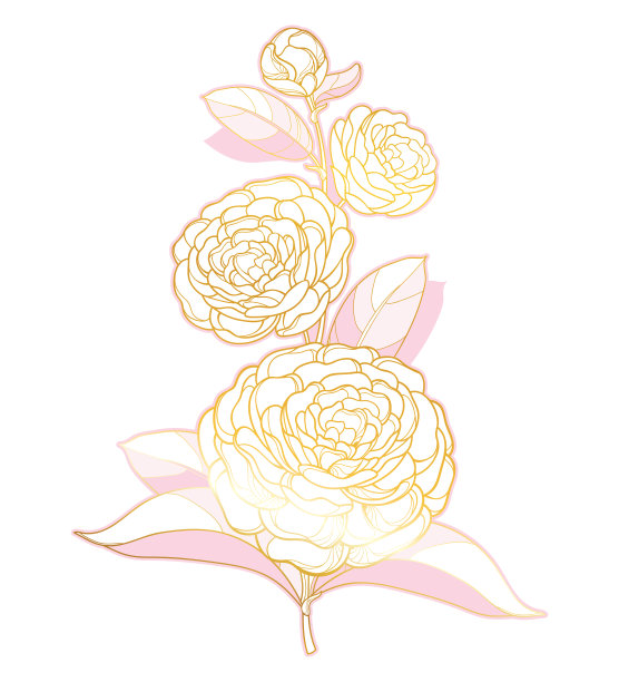 矢量分枝与轮廓山茶花，芽和叶在粉红色和金色孤立在白色的背景。图片下载