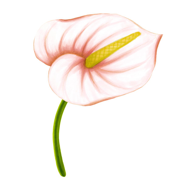 手绘软粉米色丛林花红掌在白色的背景。图片下载