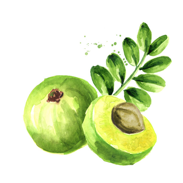 青色果实带叶。水彩手绘插图孤立的白色背景图片下载
