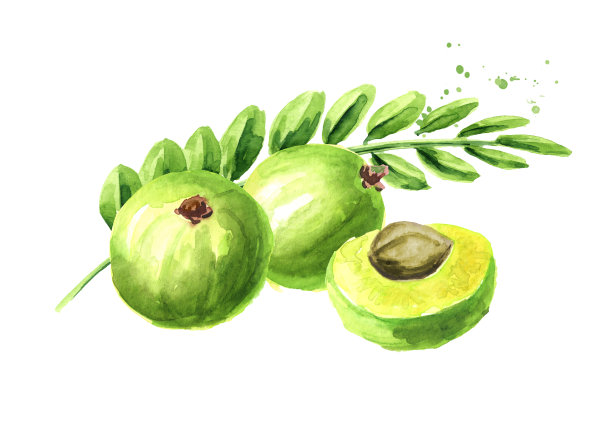 绿色水果与树叶，水彩手绘插图，孤立在白色背景图片下载