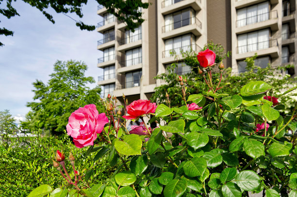 在夏季阳光明媚的天气里，城市建筑背景上的红玫瑰丛图片下载