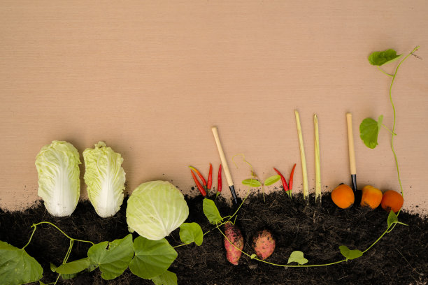 蔬菜园艺的乡村概念。图片下载