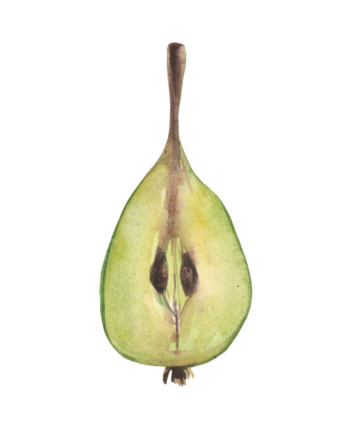 水彩梨图片下载