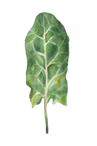 水彩菠菜叶图片下载