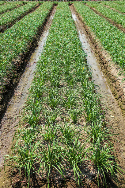 韭菜是一种非常有营养的黄绿色蔬菜，在秋天的时候，许多白色的小花会变成美丽的半球形花朵。图片下载