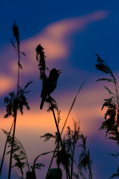 唱歌的鸟。日落的自然背景。图片下载