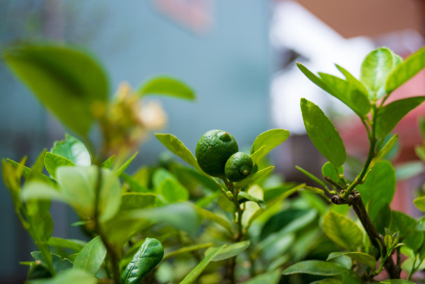我家院子里的物品、花盆和植物。简单的家庭生活，照片用于广告设计，创意建筑等图片下载