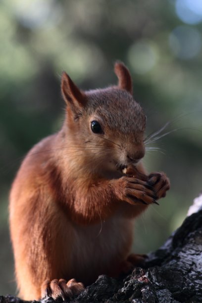 树枝上的松鼠图片下载