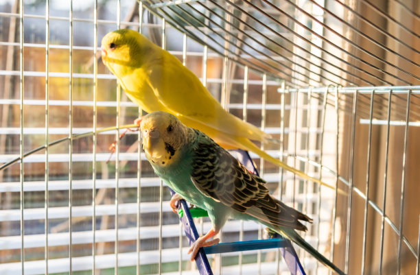 黄色和绿色的鹦鹉科雷拉坐在笼子里。图片下载
