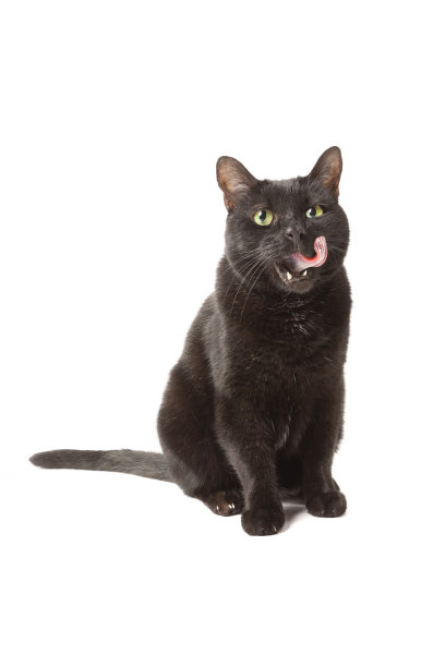 舔黑猫脸图片下载