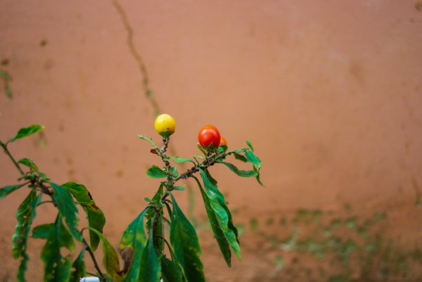 我家院子里的物品、花盆和植物。简单的家庭生活，照片用于广告设计，创意建筑等图片下载