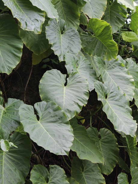 许多黄色植物装饰花园，背景和纹理图片下载