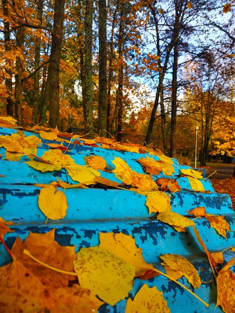 树林中蓝色背景上明亮的落叶图片下载