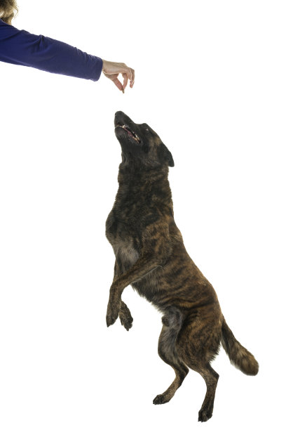 荷兰牧羊犬的肖像，斑纹着色，孤立在一个白色的背景，跳跃的奖励与主人的手图片下载