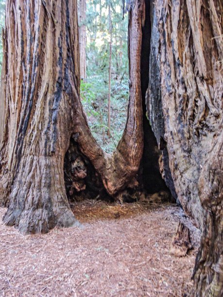 穆尔森林国家纪念碑。图片下载