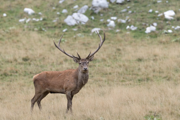 阿尔卑斯山的一只美丽的公马鹿图片下载