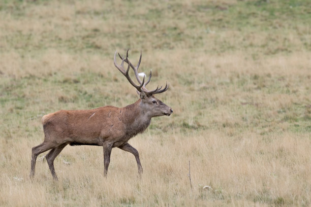 阿尔卑斯山的一只美丽的公马鹿图片下载