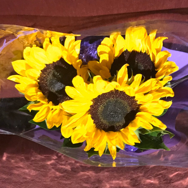 三朵新鲜的黄色雏菊躺在深红色的天鹅绒上图片下载