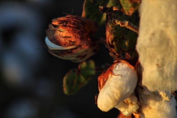 初露头角的棉花图片下载
